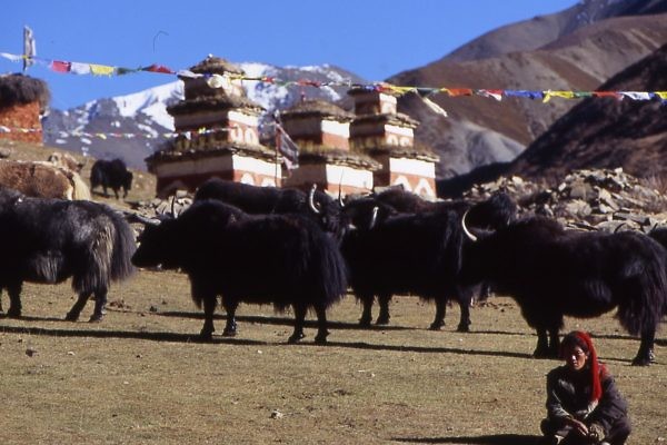 Dolpo 67